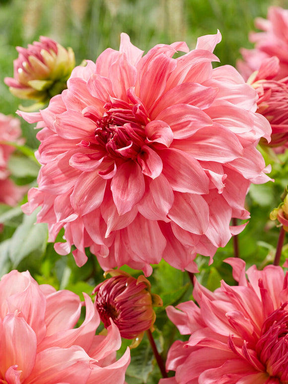 Close-up of Dahlia Islander layered petals