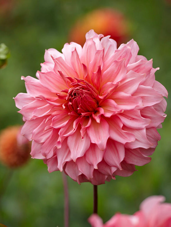 Dahlia Islander soft pink dinnerplate bloom