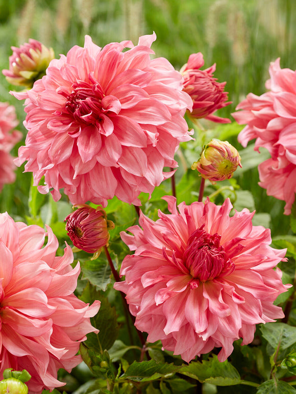 Soft pink Dahlia Islander flower head detail