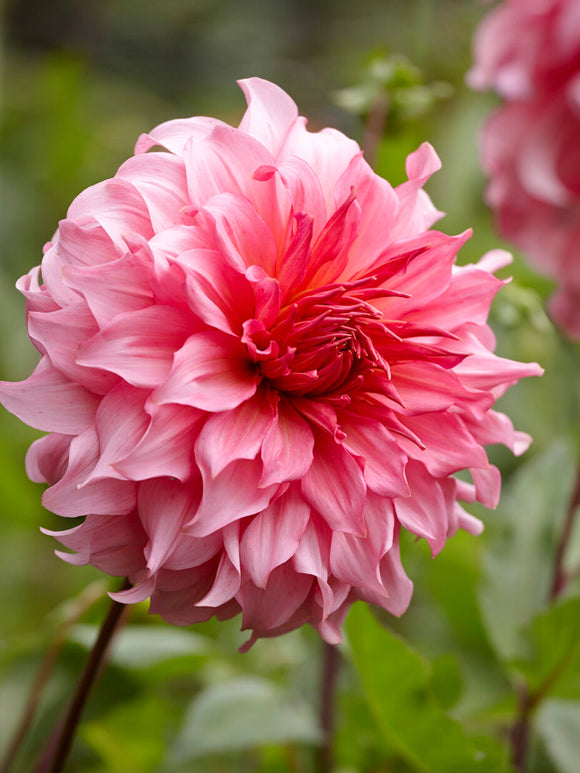 Islander dinnerplate dahlia in summer garden border