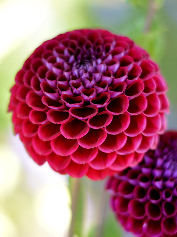 Dahlia Ivannetti tubers from Holland