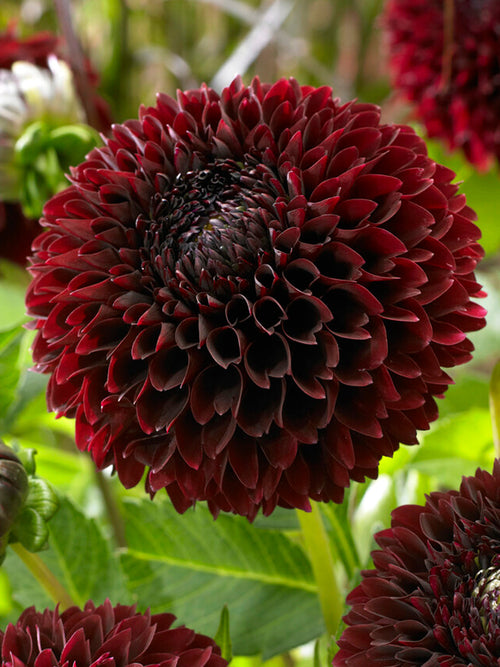 Ball Dahlia Jowey Mirella