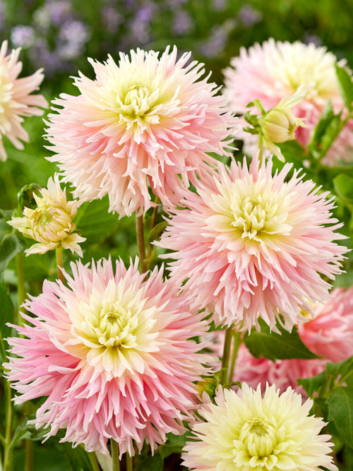Dahlia Tubers Just Married