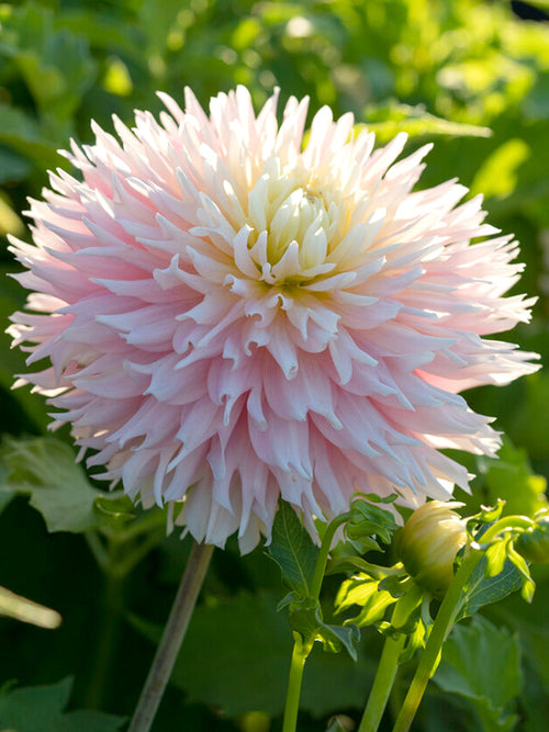Dahlia Just Married Tubers