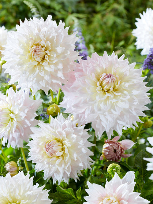 Soft white dahlia flower with blush center