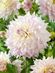 Dahlia Ka's Cloud