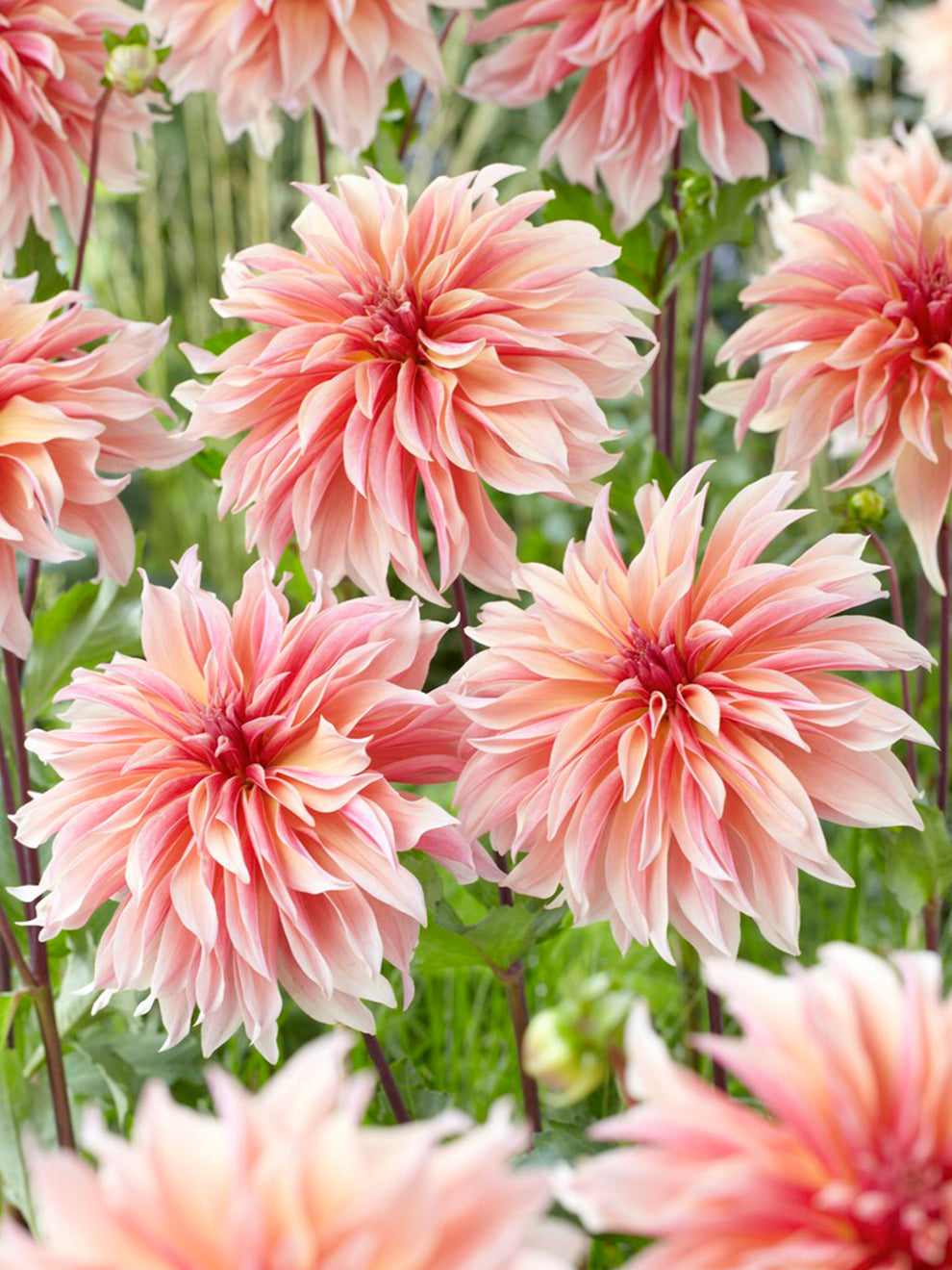 Dutch Labyrinth Dahlia Labyrinth | DutchGrown™