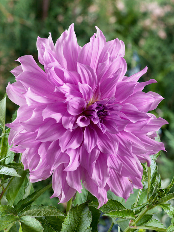 Buy Dahlia Lavender Ruffles tubers