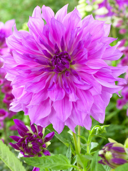 Buy Dahlia Lavender Ruffles Tubers from Holland