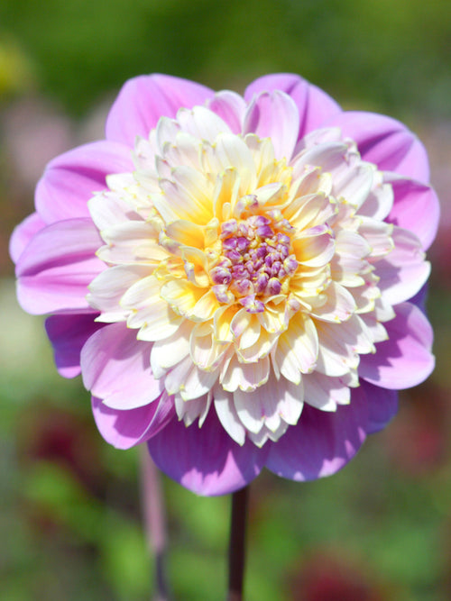 Anemone Dahlia 'Life Style' for EU delivery | DutchGrown™