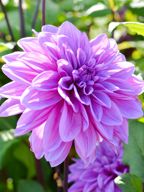 Dahlia Lilac Time Tubers from Holland