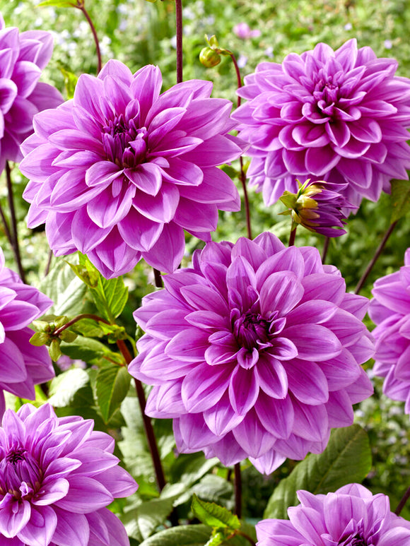 Dahlia Lilac Time EU delivery in the spring