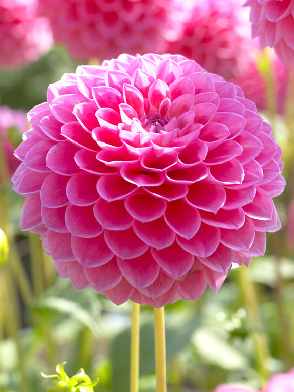 Dahlia Linda's Baby EU delivery 