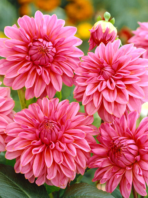 Dahlia Lucky Number Tubers