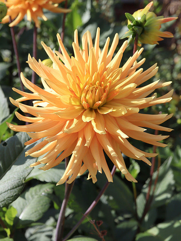 Dahlia Ludwig Helfert orange semi-cactus bloom