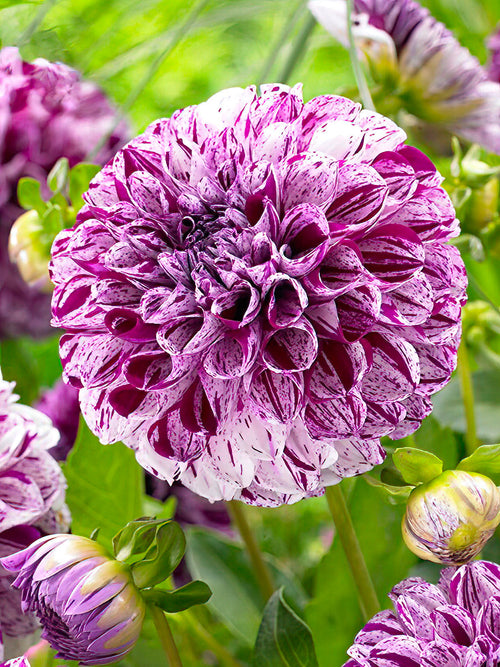Dahlia ‘Marble Ball’ pink and white bloom