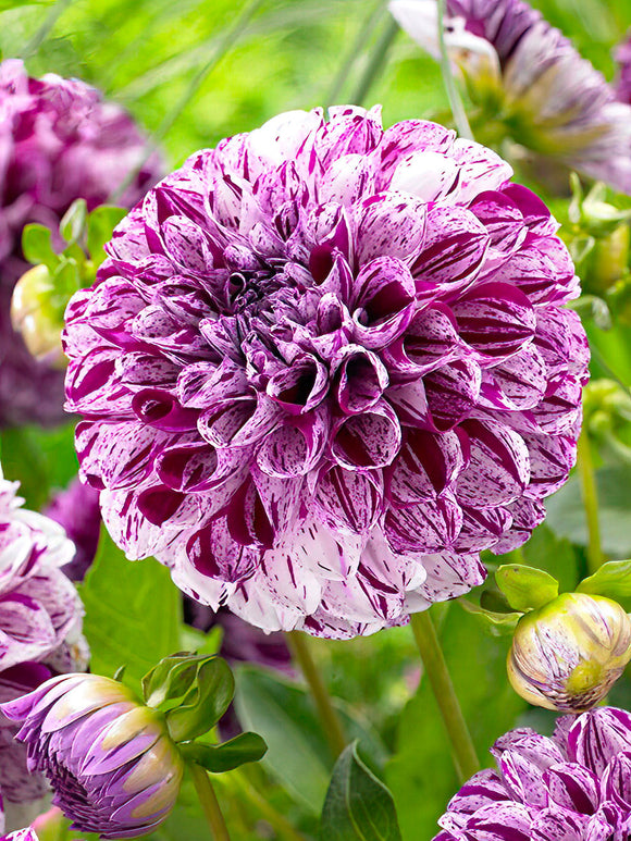 Dahlia ‘Marble Ball’ pink and white bloom