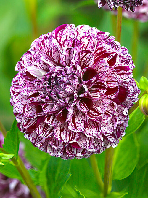 Round ball-type dahlia ‘Marble Ball’ flower