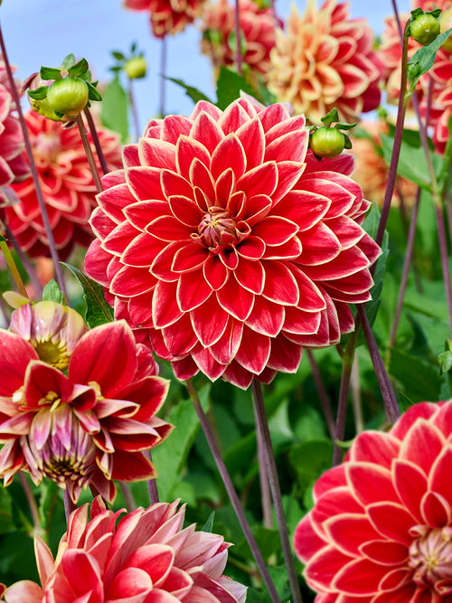 Dahlia Maxime blooming in summer garden border