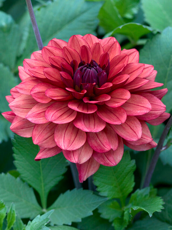 Smoky pink Dahlia Missis Miley bloom