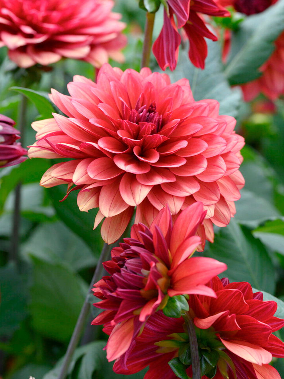 Bronze Raspberry Dahlia Missis Miley Decorative Dahlia | DutchGrown™