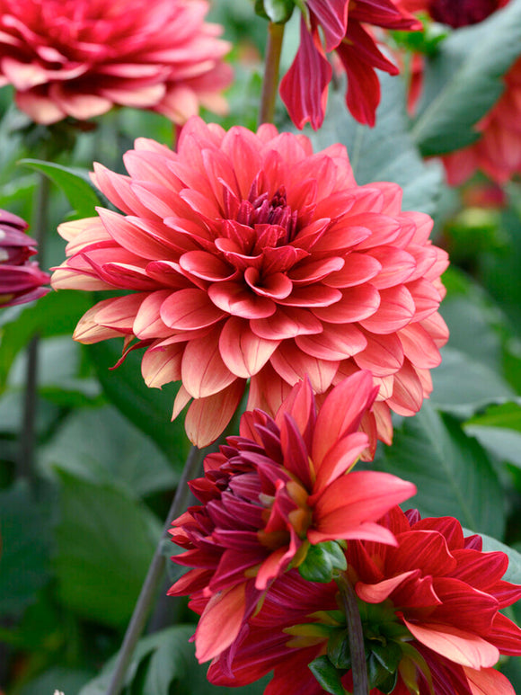 Decorative dahlia with bronze raspberry tones