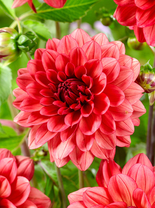 Close-up of muted rose decorative dahlia
