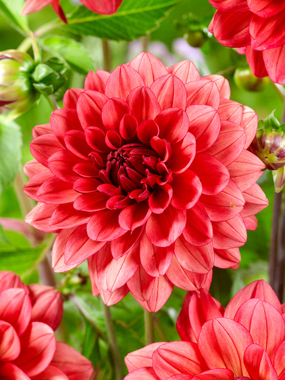 Close-up of muted rose decorative dahlia