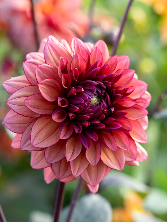 Dahlia Molly Raven with dark foliage
