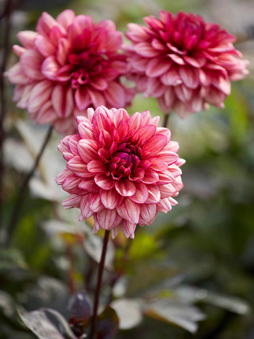 Smoky pink decorative dahlia bloom