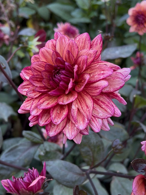 Moody dahlia flowering in summer border