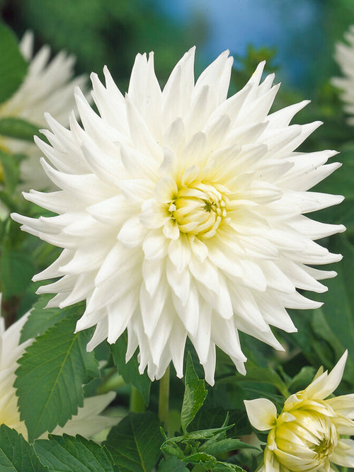 Semi Cactus Dahlia My Love Tubers