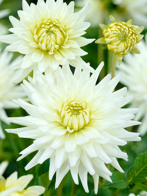 Buy Dahlia My Love Tubers for EU delivery