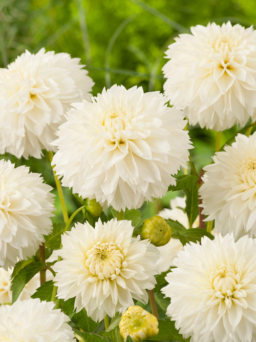 Elegant white dahlia with feathered texture