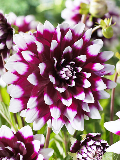 Dinnerplate Dahlia Mystery Day Tubers