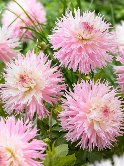 Romantic dinnerplate dahlia in full bloom