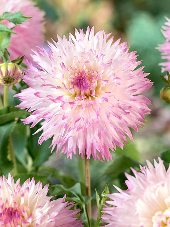 Large blush pink Dahlia Nadia Ruth bloom
