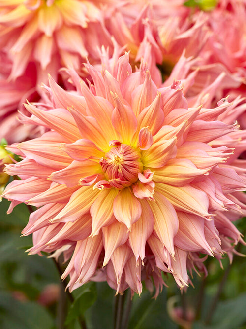 Dahlia Omega Tubers