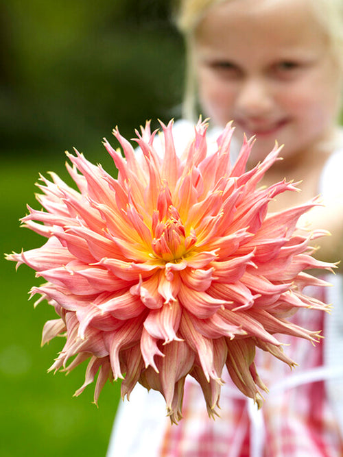 Buy Dahlia Omega for huge blooms