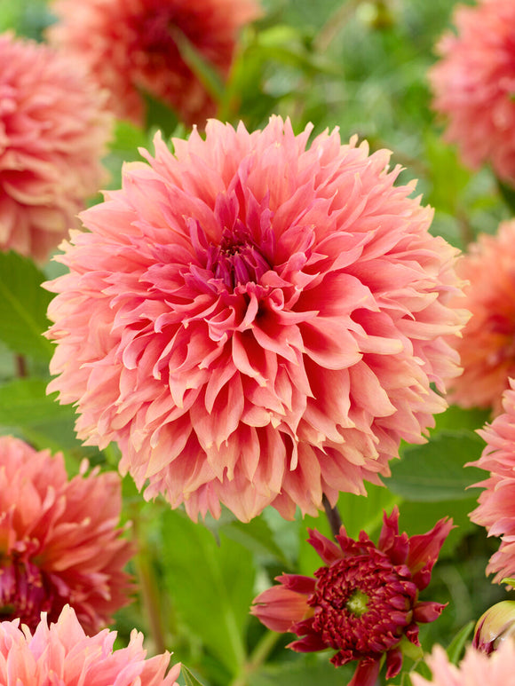 Fringed orange Dahlia Orange Fubuki bloom close-up