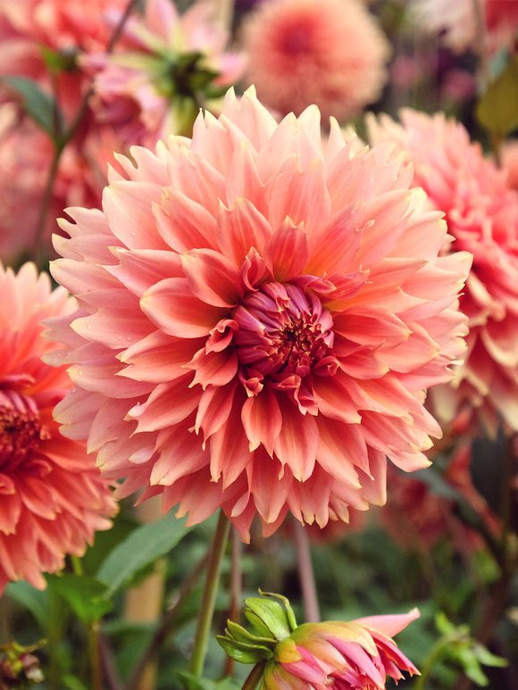 Orange Fubuki dahlia in summer border planting