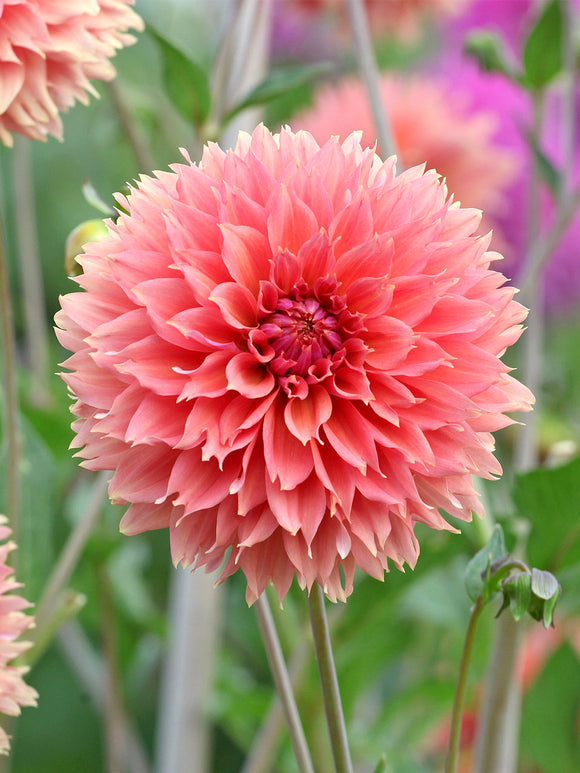 Fimbriata dahlia with apricot and amber tones