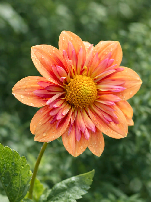 Dahlia Orange Hype collarette bloom with peach-orange petals