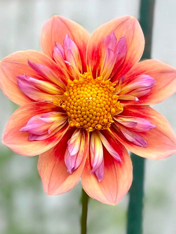 Close-up of Dahlia Orange Hype frilled inner collar flowers