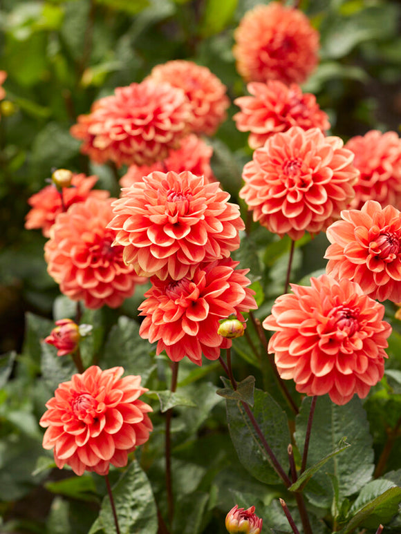 Dahlia Orange Nugget Tubers from Holland