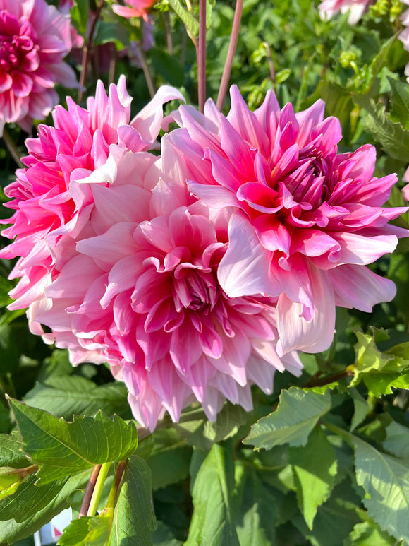 Dahlia Otto's Thrill EU delivery in the spring