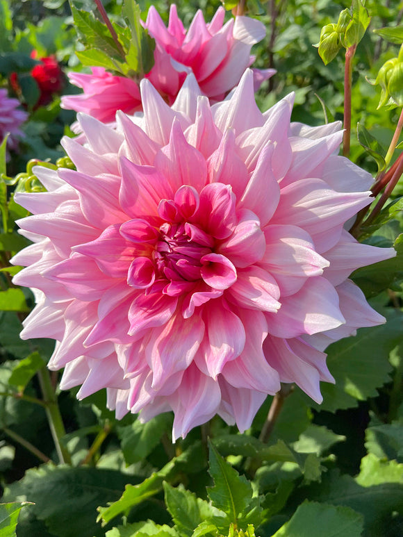 Dahlia Otto's Thrill Tubers from Holland