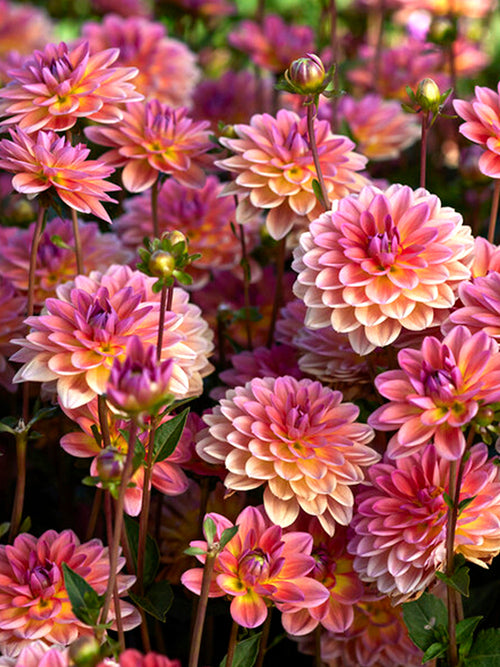 Dahlia Pacific View Tubers for Spring Planting