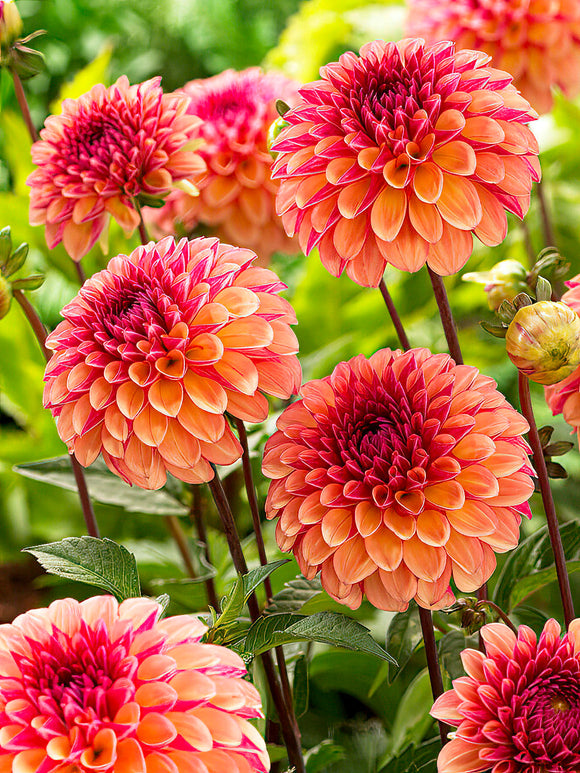 Dahlia Palmares tubers - EU spring delivery