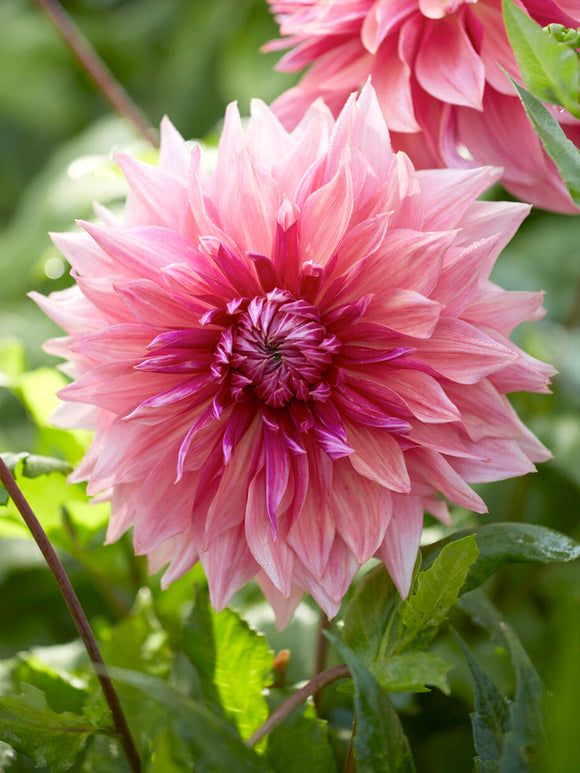 Large Penhill Dark Monarch dinnerplate dahlia